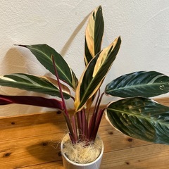観葉植物ストロマンテトリオスターの画像
