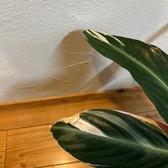 観葉植物ストロマンテトリオスターの画像