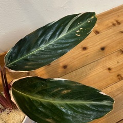観葉植物ストロマンテトリオスターの画像