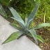 ランキングキーワードに紐づく投稿画像-多肉植物