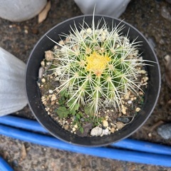 金鯱　🌵