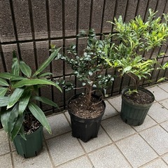 植物まとめ譲り