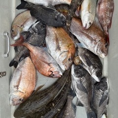 平日船釣り同行者募集 − 香川県