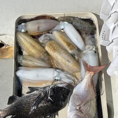 平日船釣り同行者募集 - 坂出市