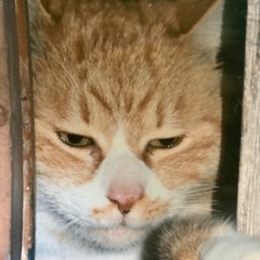 ライオンみたいな男の子🐈