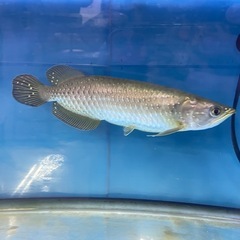 ノーザンバラムンディ
