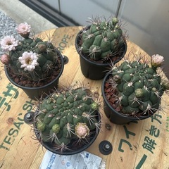 （値下げ）サボテン　新天地　鉢ごとの画像