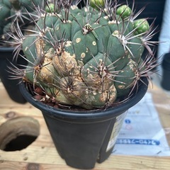 （値下げ）サボテン　新天地　鉢ごとの画像