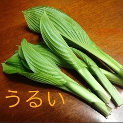 　うるい（ギボウシ）　山菜　　の画像