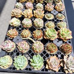 【多肉植物】夏も冬も元気に育ってきた苗たちです🌵