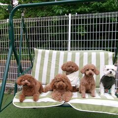 ＼犬好き大歓迎♪／犬の幼稚園スタッフ募集！の画像