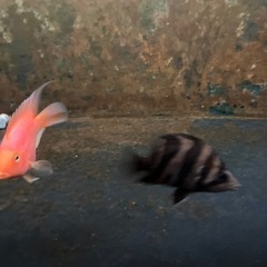 熱帯魚　ダトニオリアルバンド
