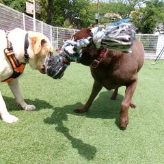 ＼犬好き大歓迎♪／犬の幼稚園スタッフ募集！の画像