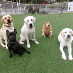 ＼犬好き大歓迎♪／犬の幼稚園スタッフ募集！の画像