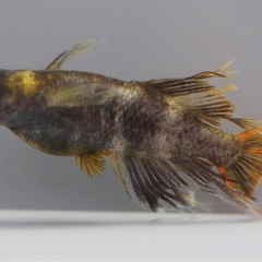 湊都めだか　卵、個体販売できます　飼育場での販売も大丈夫です　
