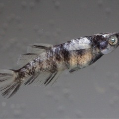 湊都めだか　卵、個体販売できます　飼育場での販売も大丈夫です　の画像
