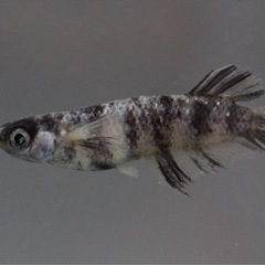 湊都めだか　卵、個体販売できます　飼育場での販売も大丈夫です　の画像