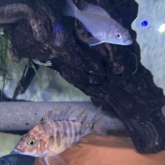 シクリッド色々トロフェウスドゥボイシーの画像