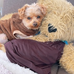 ペットカートが欲しいです。🐶🐩