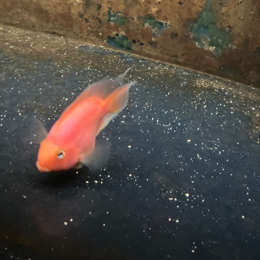 熱帯魚　ダトニオリアルバンド
