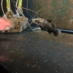 淡水魚　アカメ