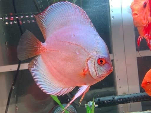 ブルーダイヤモンドディスカス