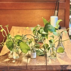 観葉植物　ポトス　かわいい小瓶付き
