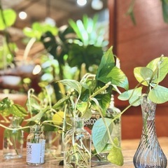 観葉植物　ポトス　かわいい小瓶付きの画像