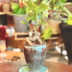 観葉植物　ガジュマル　壺型の鉢と受け皿付き 