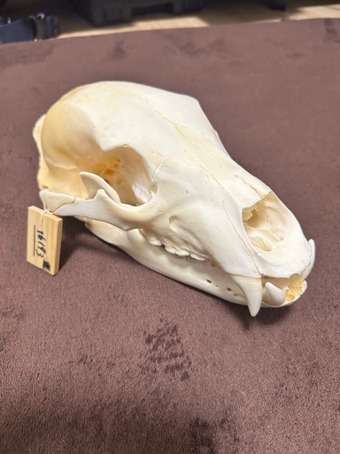 ヒグマ　頭骨標本　書類付き