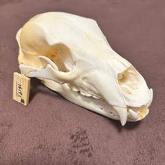 ヒグマ　頭骨標本　書類付き