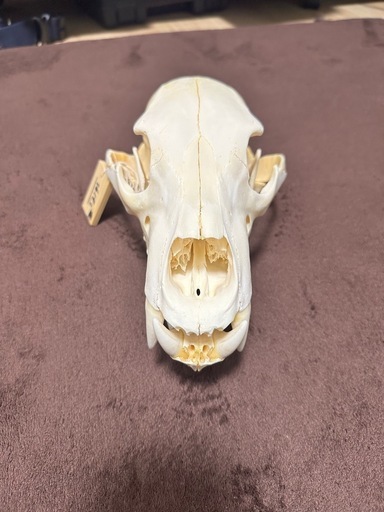 ヒグマ 頭骨標本 書類付き 蝦夷羆 頭骨 北海道産