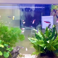 熱帯魚あげます