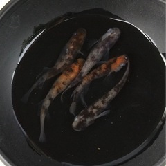 終了⭐️あけぼの⭐️ 5匹