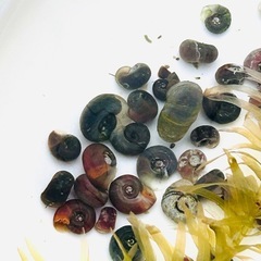 メダカのお供に♫ 　ラムズホーン　10匹+α　100円　