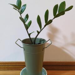 観葉植物/金銭樹　　ワンコイン