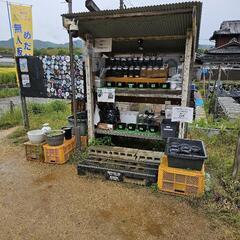 メダカ無人販売　大人気です。めだか