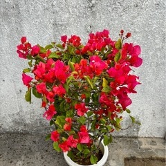 観葉植物 ブーゲンビリア① 母の日のプレゼント用に お取引中