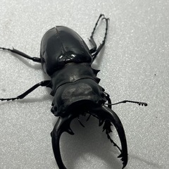 インターメディアツヤクワガタペア