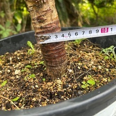 NO3★葉幅60ｃｍ★アガベアテナータ★観葉植物の画像