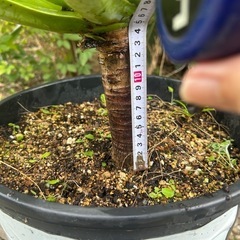 NO3★葉幅60ｃｍ★アガベアテナータ★観葉植物の画像