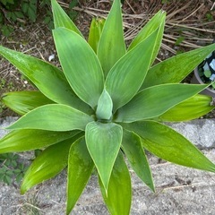 NO3★葉幅60ｃｍ★アガベアテナータ★観葉植物の画像