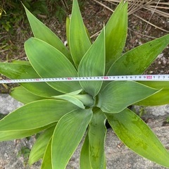 NO3★葉幅60ｃｍ★アガベアテナータ★観葉植物の画像