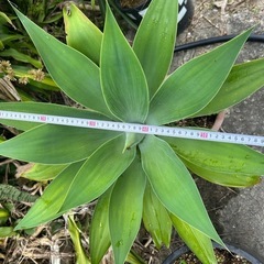 NO２★葉幅65ｃｍ★曲がりアガベアテナータ★観葉植物の画像