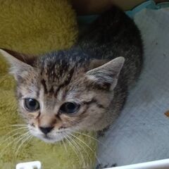 ４５日　メイちゃん　メス　キジ　ワイルドな動きです！