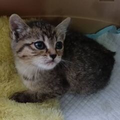 ４５日　メイちゃん　メス　キジ　ワイルドな動きです！