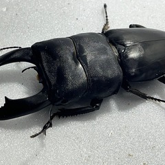 テイオウヒラタクワガタペア＋♀ 合計3頭の画像