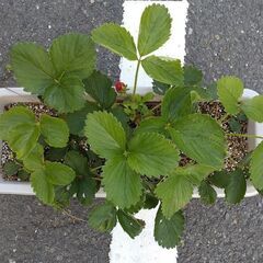 ★イチゴ★６株♪♪プランター★いちご★苺★苗の画像