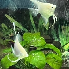 (お取引中)プラチナエンゼルフィッシュ(ペア)