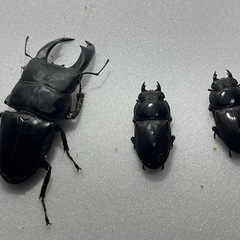 テイオウヒラタクワガタペア＋♀ 合計3頭の画像